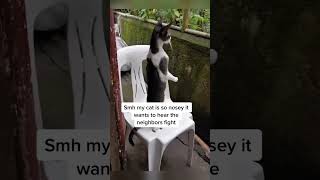 Download lagu Part 65 #funny #cat#OddlySatisfying mp3