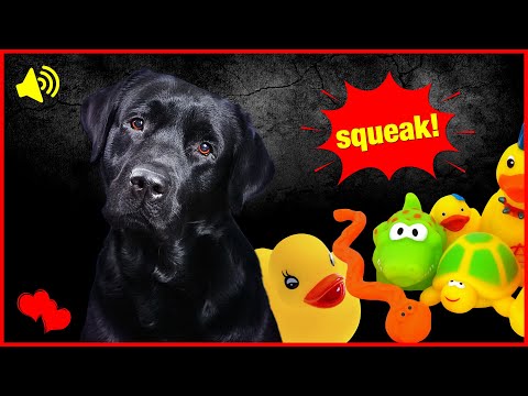 Dogs React to Squeaky Toy Sounds! 📣🐶