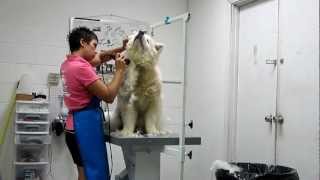 Severely Matting Husky Mix Very Well Mannered for such a painful task