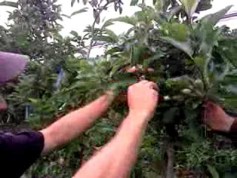 Äpfel International, Asdünnversuche (Extrem Apple Marking)