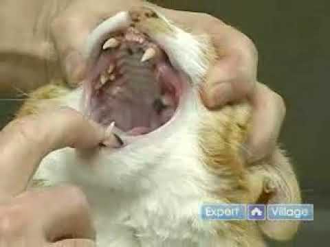 Spotting an Unhealthy Cat Mouth