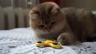 ПРИКОЛЫ 2018 Апрель Лучшие приколы с Животными Животные и воздушные шарики Смешные Собаки и Кошки