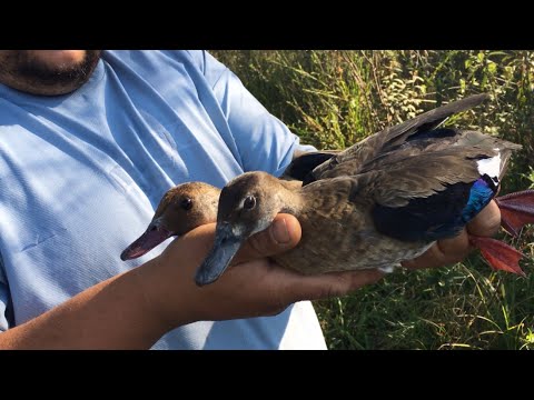 Pegando marrecas selvagem na armadilha