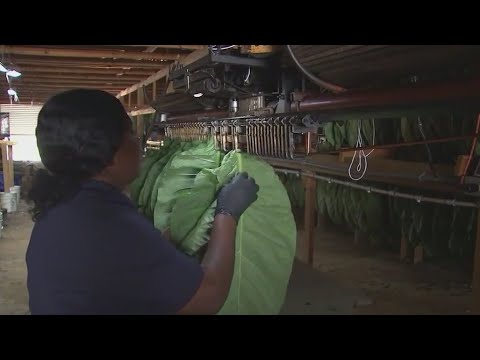 Florida farm growing tobacco for American Cigars