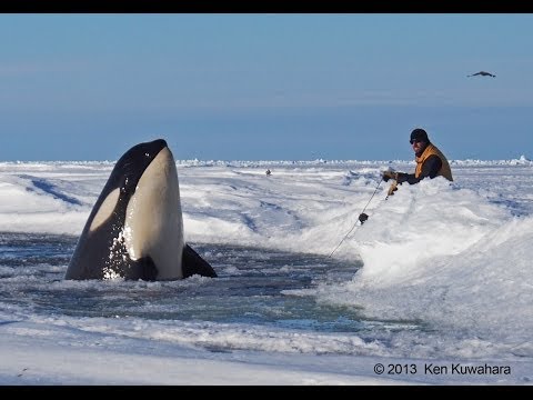 Dramatic raw footage of NOAA researchers tagging orcas with cross bows (killer whales) in Antarctica