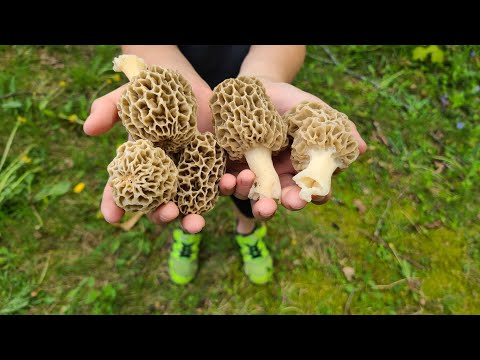 Morel Mushroom Hunting in the Greater Cadillac Area