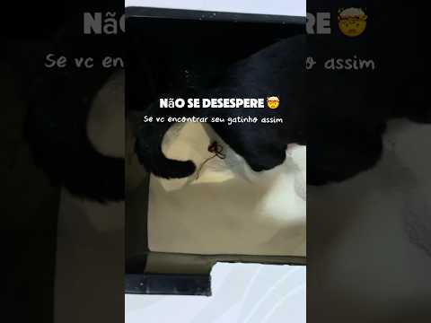 NÃO puxe! Isso pode fazer um estrago, e a qualquer sinal de dor, vá no vet 🚨 #gatos