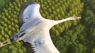 Jai Uttal & Ben Leinbach - Gopalla Lullaby .translation