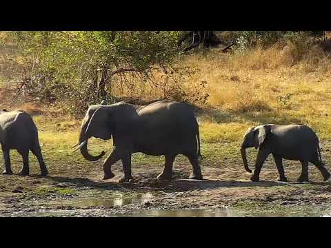 Djuma: Elephants have a sip, then dip in the mud wallow - 14:40 - 07/08/21