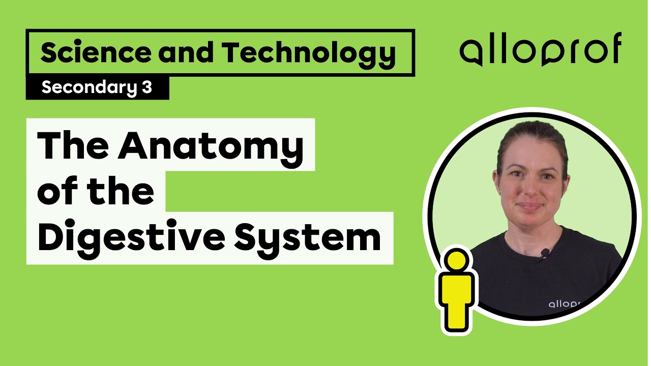 The Anatomy of the Digestive System