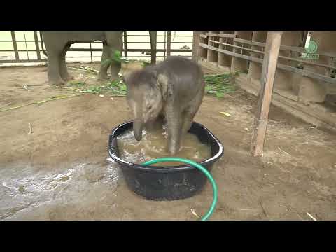 Top Ten Baby Elephants At Play