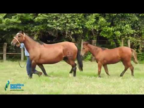 DUVIDOSA DA TAMANCA - LOTE 01 - 3º Leilão Raça Crioula Genética Aditiva e Convidados