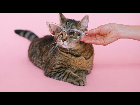 Best FUNNY CAT Videos | Don't Try to LAUGH