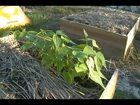 Weekly Garden Tour Nov 17 2020