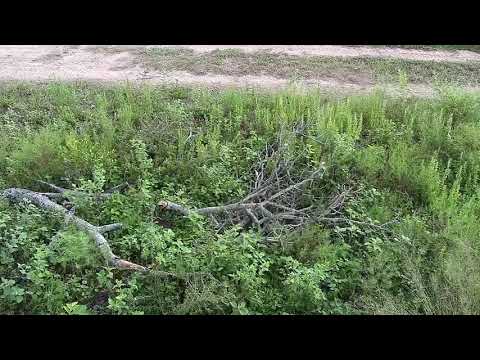 Djuma: Slender Mongoose near cam tree - 08:48 - 04/19/20