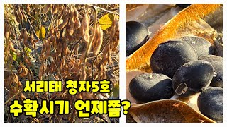 서리태 청자5호 수확시기 2024년 괴산 된서리 3일차 [콩재배방법]