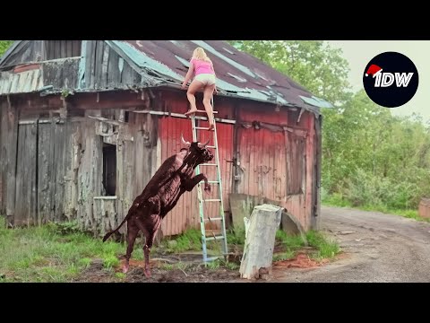 TOTAL IDIOTS AT WORK #244 | Fails of the week | Instant regret compilation 2024