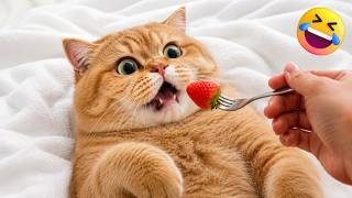 【神回】猫の面白すぎる瞬間まとめ！思わず吹き出す動画集