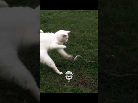 Fastest Reflexes 💀