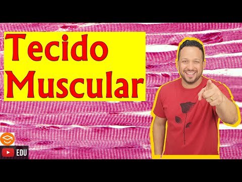Muscle Tissue - Characteristics and Functions - Animal Histology