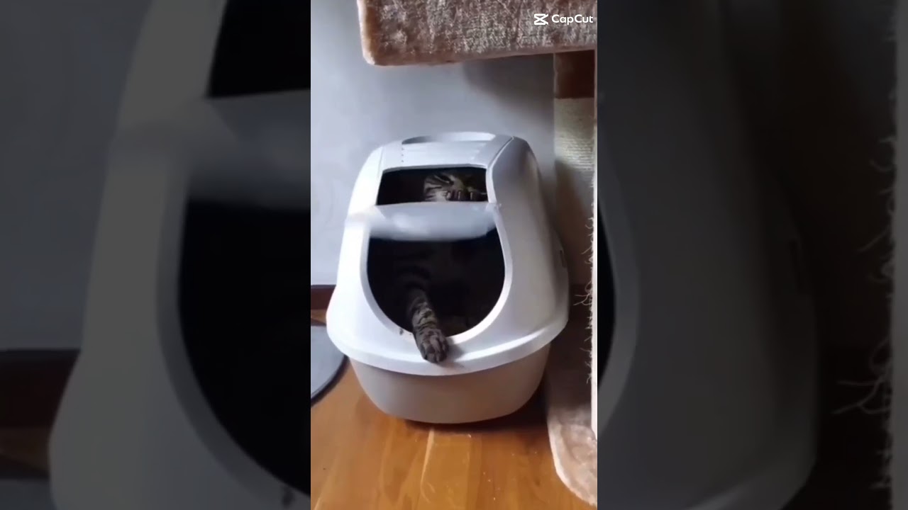 EEVEE!!! #eeveelution #pokemon #art #eevee #cute