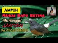 Ampuh Suara Murai Batu Betina Memanggil Jantan Pasti Cacorrr