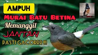 Download lagu Ampuh !!! Suara Murai Batu Betina Memanggil Jantan Pasti Cacorrr mp3