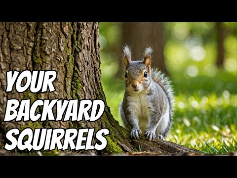 The Secret Life of Grey Squirrels in Your Backyard! The Documentary