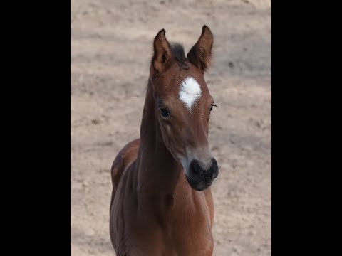 Cinderella RPZ Stutfohlen von Bonds
