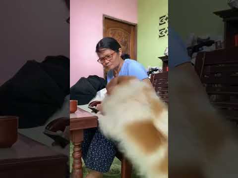 เพลินไปกับภาพน้องแซลมอนขำๆ #สุนัขน่ารัก ￼