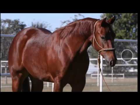 Xtra Voodoolicious- 2017 sorrel mare