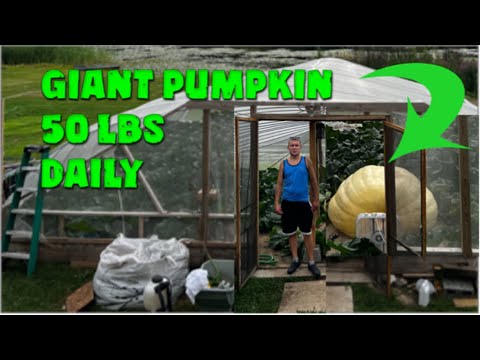 Giant Pumpkin Greenhouse Tour