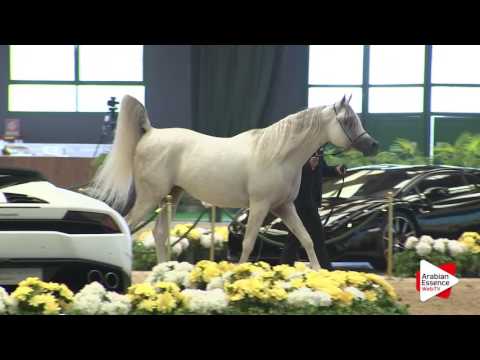 Milan SEWC 2016 - Colts (4B) - 2nd place: N.65 AJ NASHDEED