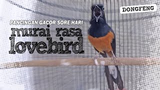 Download lagu LAWAN TARUNG Sore Hari Murai Batu isian Lovebird AUTO GACOR mp3