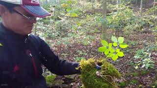 How to Keep Wild Ginseng Fresh by Mr Kang