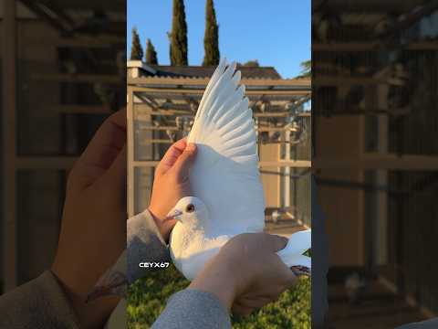 Finally get to see her in the sun. #ceyxloft #pigeonracing #racingpigeon #pigeons