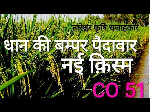 Co 51 Paddy Seeds