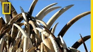 U.S. Crushes 6 Tons of Seized Ivory to Save Elephants | National Geographic
