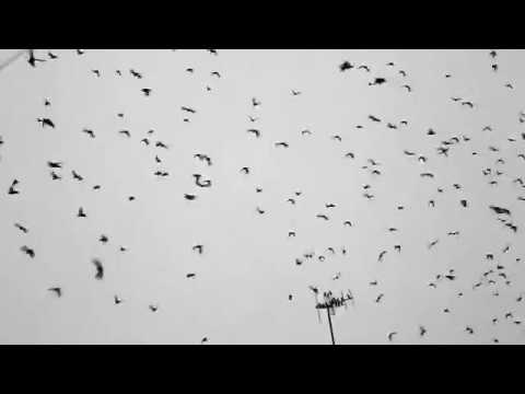 ERZO x KZ x RONYD - CHE QA VO