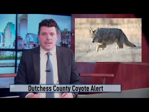 New York State Dutchess County Coyote Alert