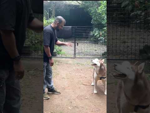 ഞാനാണ് പറയണത് ഒന്ന് അനുസരിക്കടാ #dog #huskydog