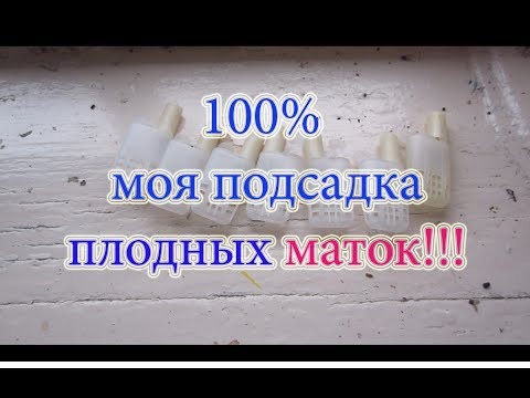2 Часть  Проверка результата подсадки плодных маток из нуклеуса, с моим 100% приемом