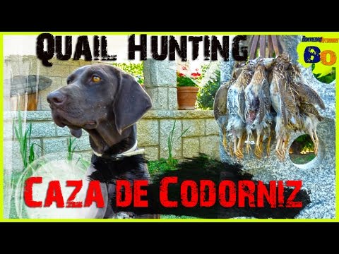 CAZA DE CODORNIZ CON PERRO DE MUESTRA #5 | LANCES de MEDIA VEDA | QUAIL HUNTING | 2016 | HD