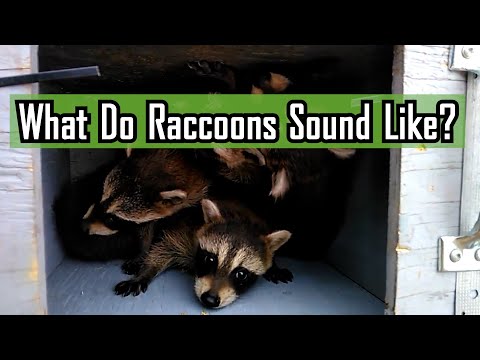 アライグマの鳴き声はどんな感じ？
