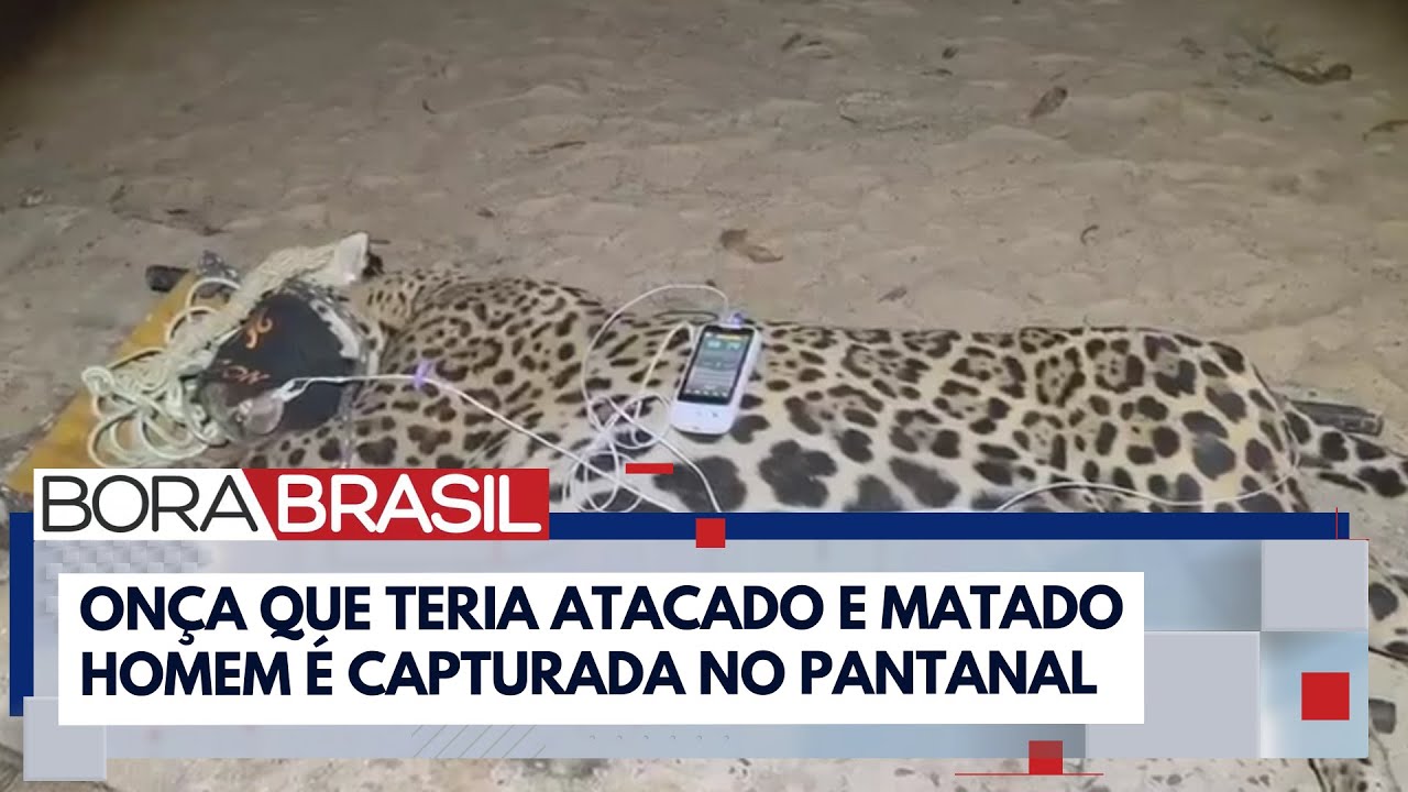 Onça-pintada que teria matado caseiro é capturada no MS | Bora Brasil