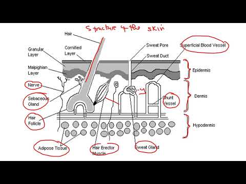 BIOLOGY-HOMEOSTASIS FULL TOPIC