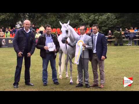 2nd place N.184 L FARAHDIBA - Bruges 2015 International - Senior Mares Championship (Class 122)