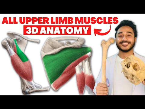 All upper limb muscles anatomy 3d | upper limb muscles origin and insertion anatomy