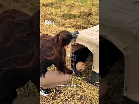 🐾 Rescataron 20 quirquinchos que eran trasladados por cazadores furtivos en Jujuy.