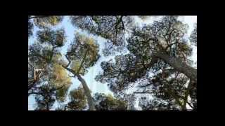 Roma, Villa Pamphilj, il Parco (manortiz)